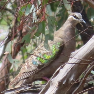 Phaps chalcoptera at Cootamundra, NSW - 17 Mar 2024
