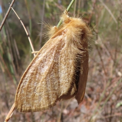 Euproctis (genus) (A Tussock Moth) at Cootamundra, NSW - 17 Mar 2024 by RobParnell