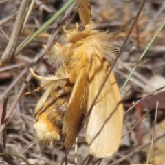Euproctis (genus) at Cootamundra, NSW - 17 Mar 2024