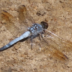 Orthetrum caledonicum at Cootamundra, NSW - 17 Mar 2024 01:45 PM