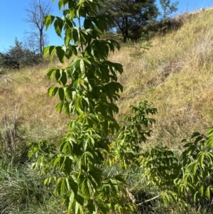 Acer negundo at Yarralumla, ACT - 21 Mar 2024