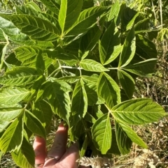 Acer negundo at Aranda Bushland - 21 Mar 2024