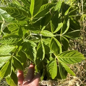 Acer negundo at Aranda Bushland - 21 Mar 2024 10:03 AM