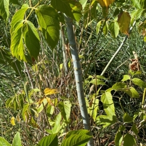 Acer negundo at Aranda Bushland - 21 Mar 2024