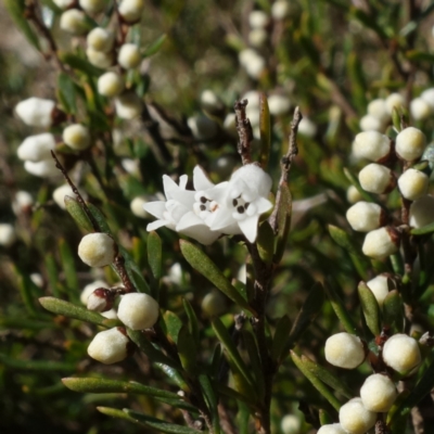 Cryptandra amara (Bitter Cryptandra) at Molonglo River Reserve - 17 Jul 2023 by RobG1