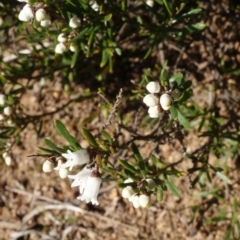 Cryptandra amara at Lower Molonglo - 17 Jul 2023