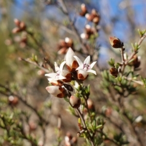 Cryptandra speciosa subsp. speciosa at Molonglo River Reserve - 17 Jul 2023 03:02 PM