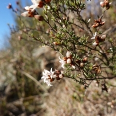 Cryptandra speciosa subsp. speciosa at Molonglo River Reserve - 17 Jul 2023 03:02 PM