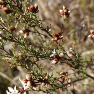 Cryptandra speciosa subsp. speciosa at Molonglo River Reserve - 17 Jul 2023