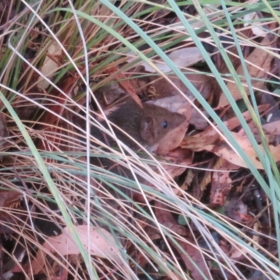 Antechinus agilis (Agile Antechinus) at Paddys River, ACT - 17 Mar 2024 by Christine