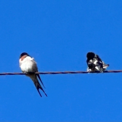 Hirundo neoxena (Welcome Swallow) at Yarralumla, ACT - 21 Mar 2024 by lbradley