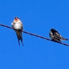 Hirundo neoxena at Yarralumla, ACT - 21 Mar 2024