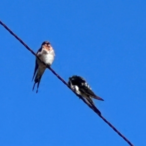 Hirundo neoxena at Yarralumla, ACT - 21 Mar 2024