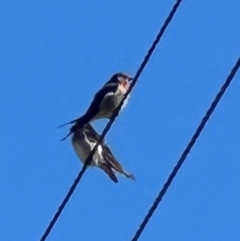 Hirundo neoxena at Yarralumla, ACT - 21 Mar 2024 11:02 AM