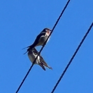 Hirundo neoxena at Yarralumla, ACT - 21 Mar 2024