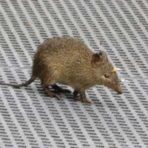 Isoodon obesulus obesulus at Tidbinbilla Nature Reserve - 17 Mar 2024