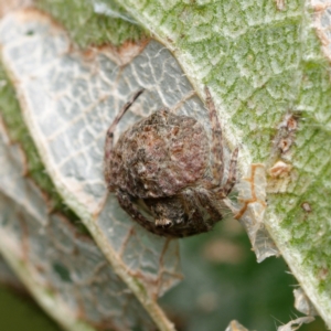 Dolophones sp. (genus) at Downer, ACT - 21 Mar 2024