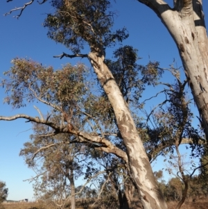 Eucalyptus blakelyi at Bluetts Block (402, 403, 12, 11) - 17 Jul 2023 04:05 PM