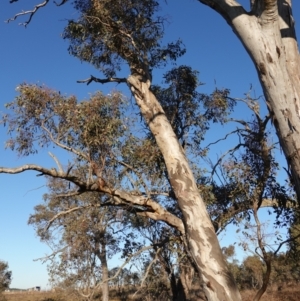 Eucalyptus blakelyi at Block 402 - 17 Jul 2023