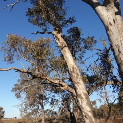 Eucalyptus blakelyi (Blakely's Red Gum) at Block 402 - 17 Jul 2023 by RobG1