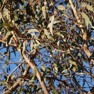 Eucalyptus blakelyi at Block 402 - 17 Jul 2023