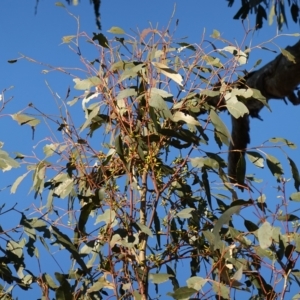 Eucalyptus blakelyi at Block 402 - 17 Jul 2023