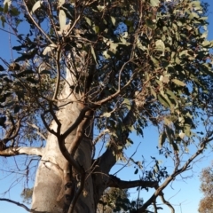 Eucalyptus blakelyi at Block 402 - 17 Jul 2023