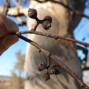 Eucalyptus blakelyi at Block 402 - 17 Jul 2023