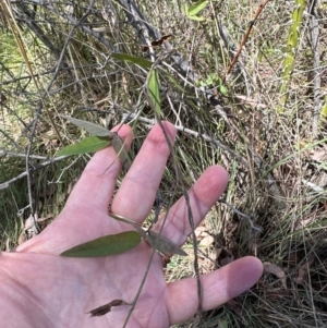 Glycine tabacina at Yarralumla, ACT - 21 Mar 2024 11:56 AM