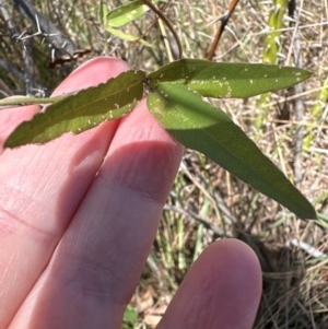 Glycine tabacina at Yarralumla, ACT - 21 Mar 2024 11:56 AM