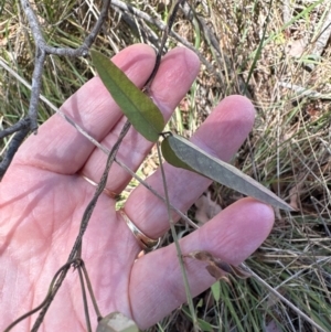 Glycine tabacina at Yarralumla, ACT - 21 Mar 2024 11:56 AM