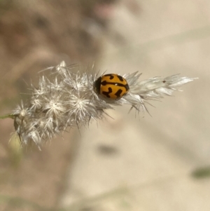 Coccinella transversalis at Aranda, ACT - 21 Mar 2024