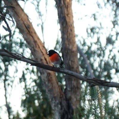 Petroica boodang (Scarlet Robin) at Denman Prospect, ACT - 17 Jul 2023 by RobG1