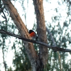 Petroica boodang (Scarlet Robin) at Bluetts Block Area - 17 Jul 2023 by RobG1