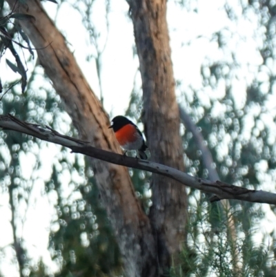 Petroica boodang (Scarlet Robin) at Block 402 - 17 Jul 2023 by RobG1
