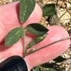 Glycine tabacina at Aranda Bushland - 21 Mar 2024