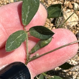 Glycine tabacina at Aranda Bushland - 21 Mar 2024