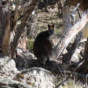 Wallabia bicolor at Bango Nature Reserve - 19 Jul 2023