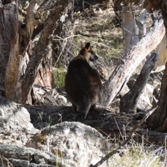 Wallabia bicolor at Bango Nature Reserve - 19 Jul 2023