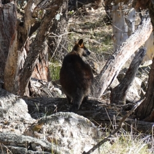 Wallabia bicolor at Bango Nature Reserve - 19 Jul 2023