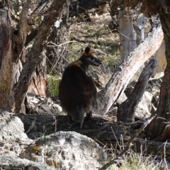 Wallabia bicolor at Bango Nature Reserve - 19 Jul 2023