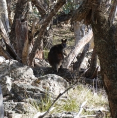 Wallabia bicolor at Bango Nature Reserve - 19 Jul 2023