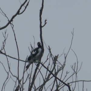 Grallina cyanoleuca at Lyons, ACT - 16 Mar 2024