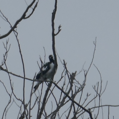 Grallina cyanoleuca (Magpie-lark) at Lyons, ACT - 16 Mar 2024 by ran452