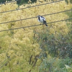 Grallina cyanoleuca at Lyons, ACT - 16 Mar 2024 11:50 AM