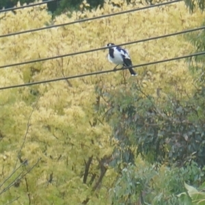 Grallina cyanoleuca at Lyons, ACT - 16 Mar 2024