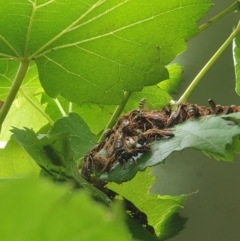 Unidentified Social or paper-nest wasp (Vespidae, Polistinae or Vespinae) at Berry, NSW - 21 Mar 2024 by Megan123