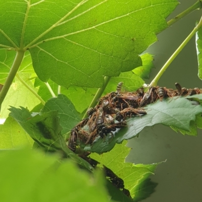 Polistes sp. (genus) at Berry, NSW - 21 Mar 2024 by Megan123