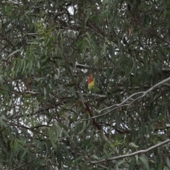 Platycercus eximius (Eastern Rosella) at Lyons, ACT - 16 Mar 2024 by ran452