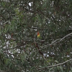 Platycercus eximius at Lyons, ACT - 16 Mar 2024 11:12 AM